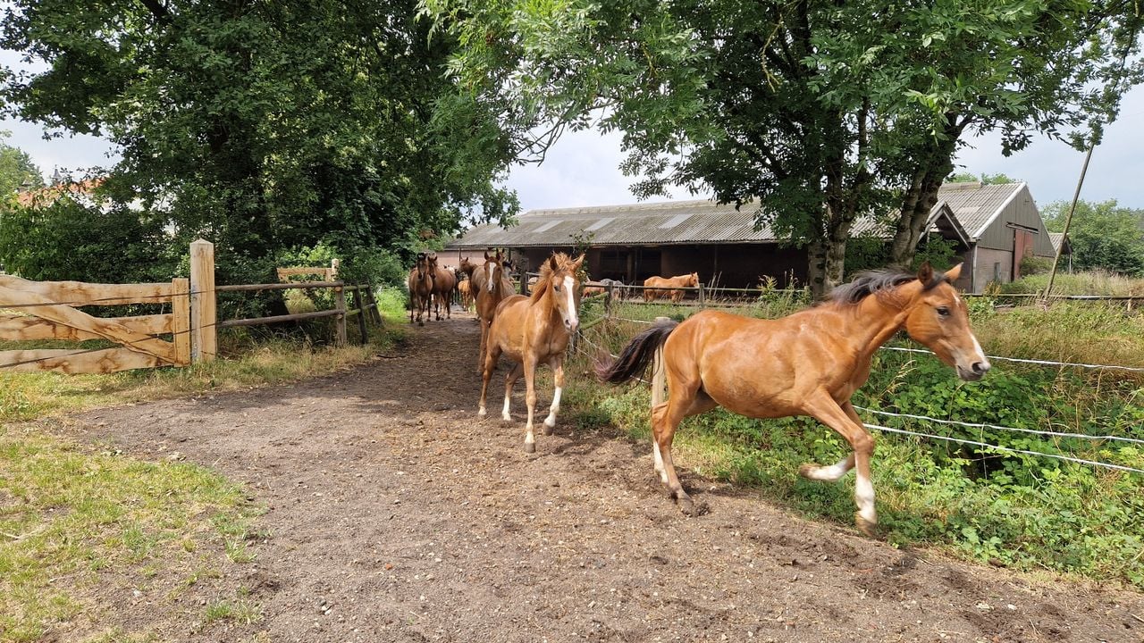 De pony's zijn maar al te blij dat ze naar buiten mogen (foto: Tom Berkers).