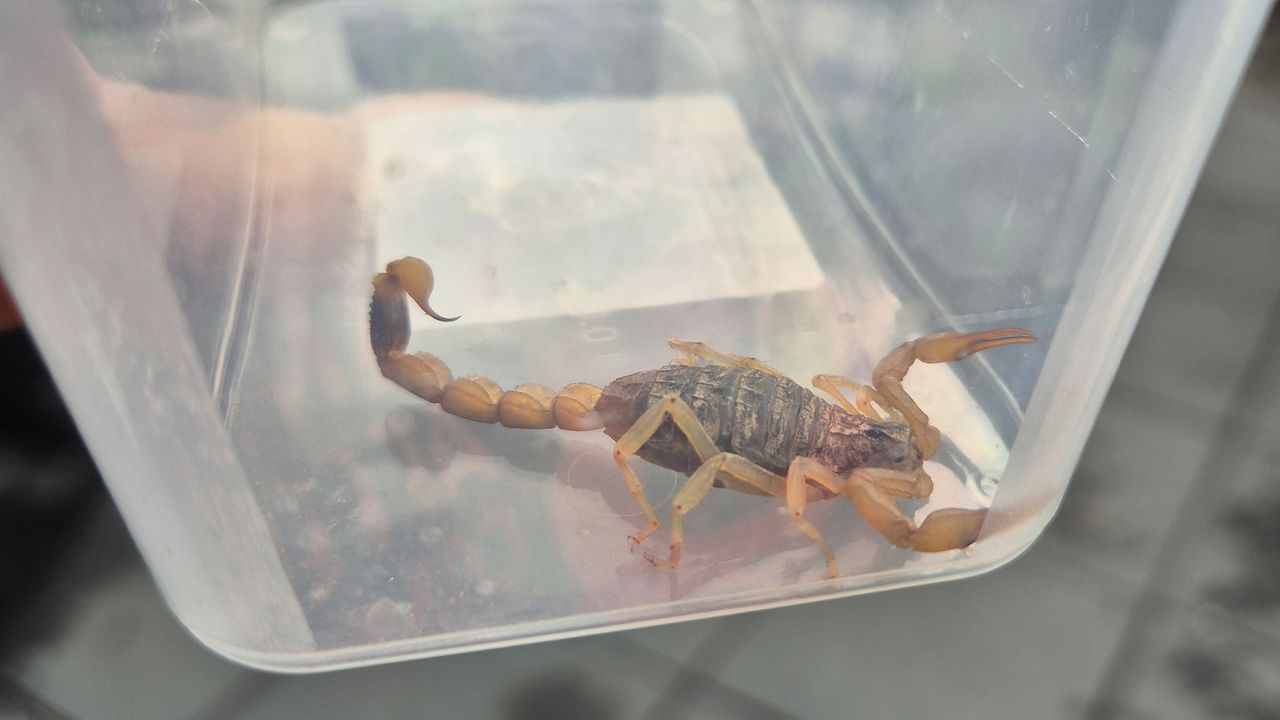 De Chinese gouden schorpioen maakt het goed (foto: Jacqueline van Rooij).