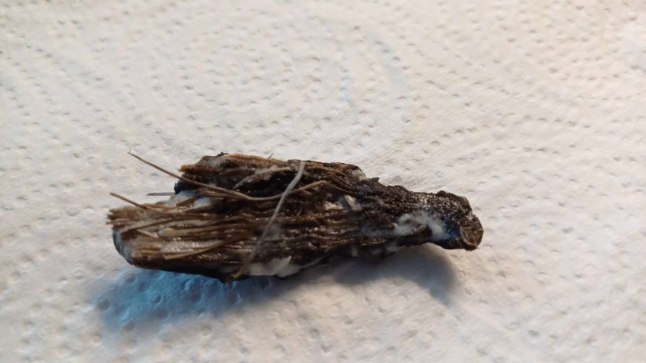 Het stukje uit de salade (foto: Pascalle).