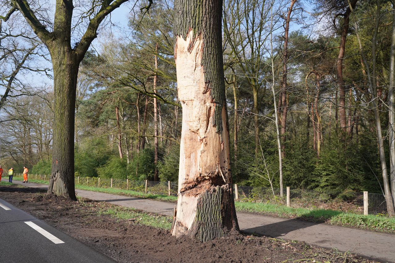 De twee bomen die bij de botsing zwaar beschadigd raakten, worden maandagavond weggehaald (foto: Bart Meesters).