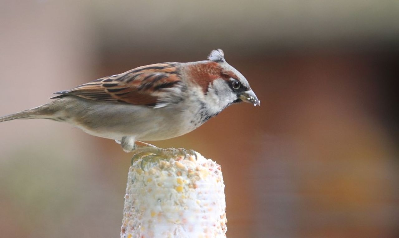 Een huismus met een kuif (foto: Herman Poels).