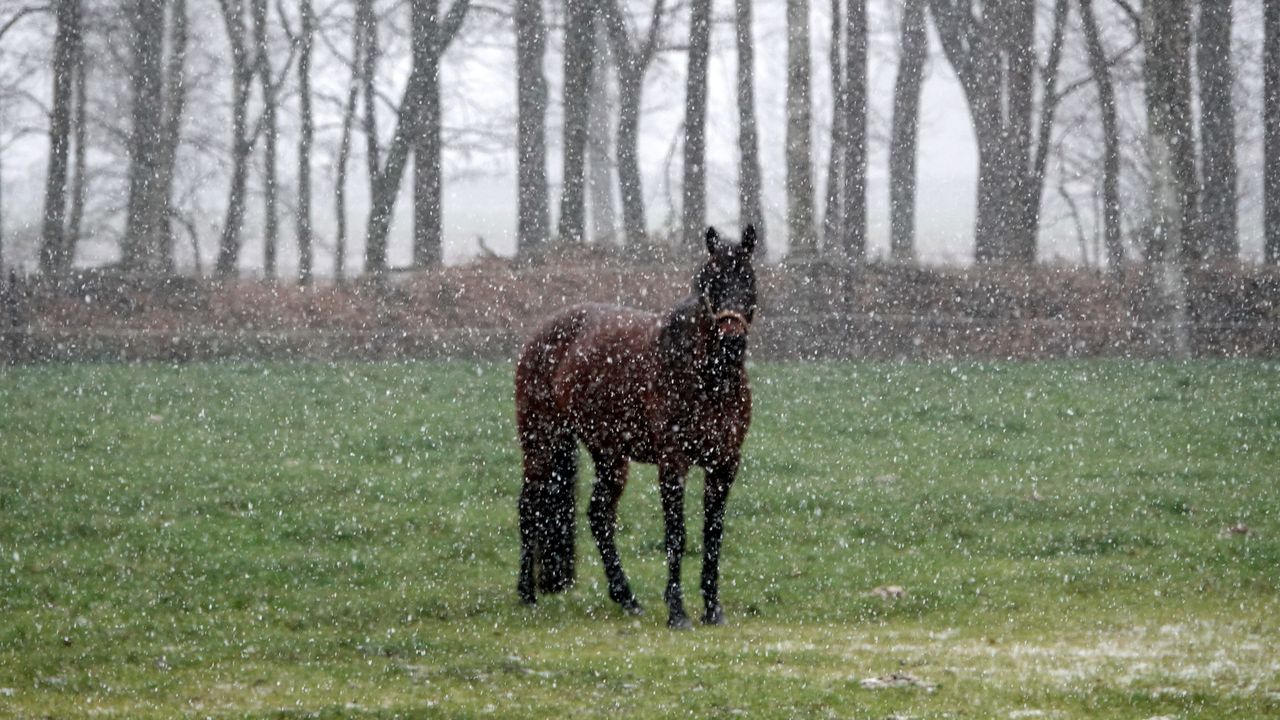 Een paard tijdens het lichte sneeuwen in Budel (foto: Ben Saanen).