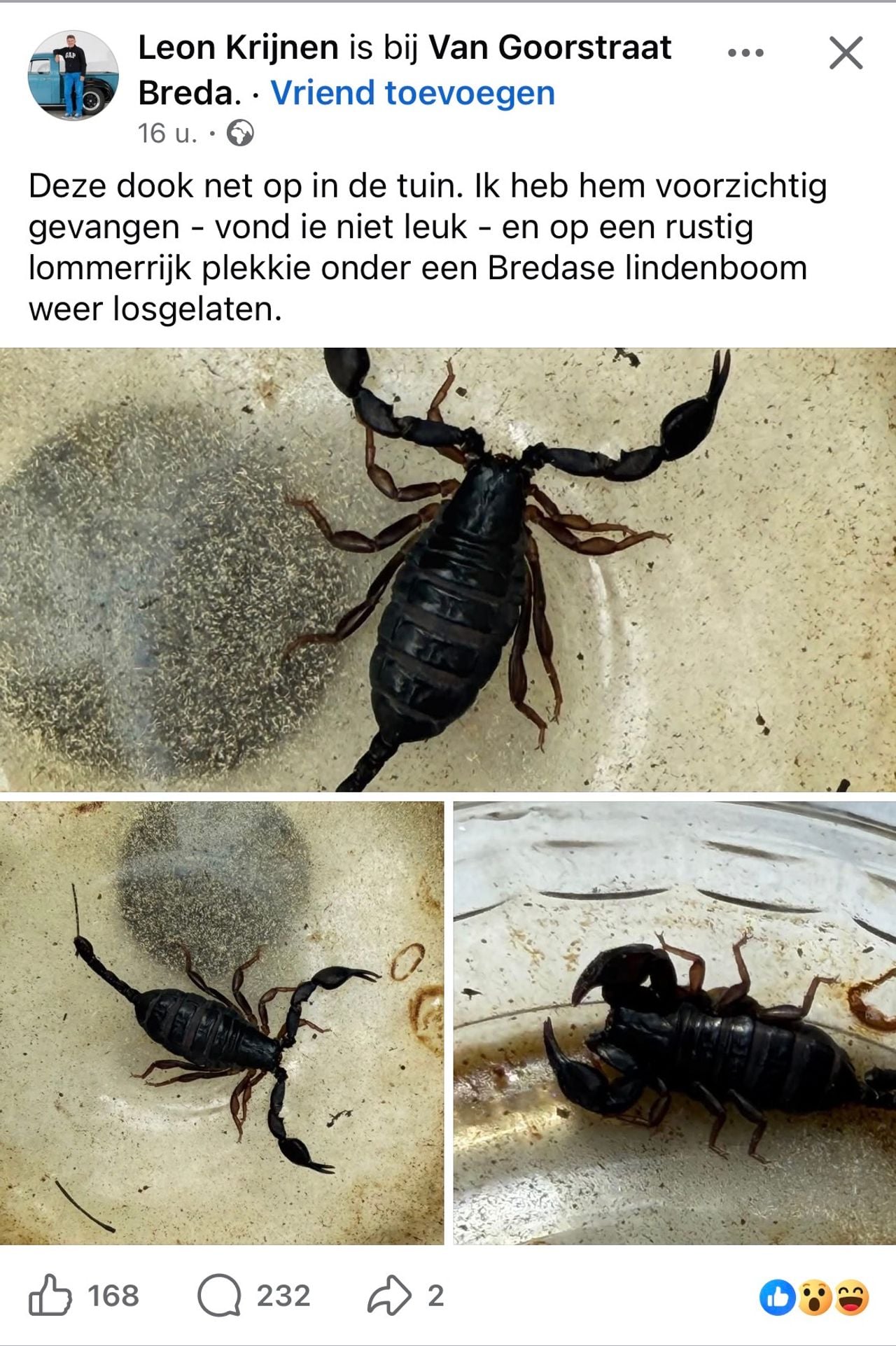 Een Europese zwarte schorpioen.