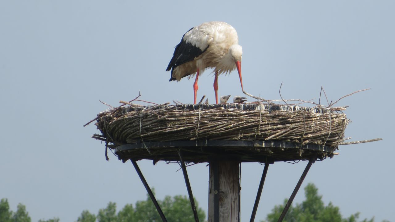 De drie jongen in het nest in de tuin van Frans (foto: Frans van den Heuvel).