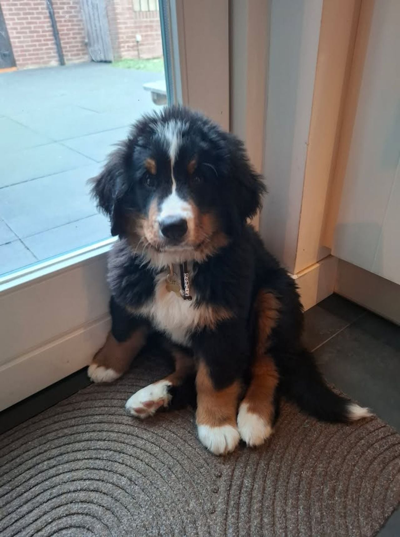 Puppy Donnie (foto: Kim van Vlerken).