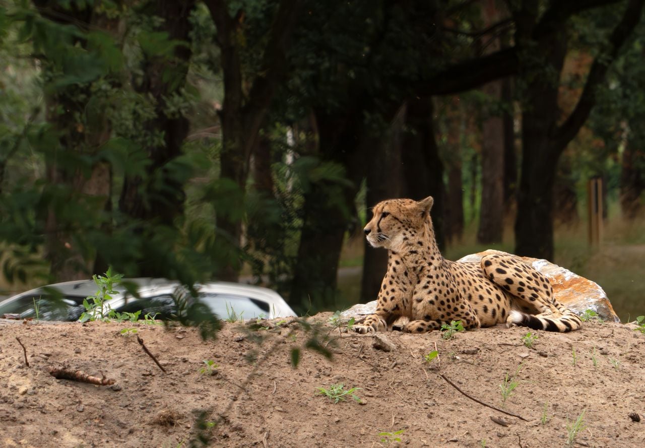 Foto: Beekse Bergen / Mariska Vermij - Van Dijk.