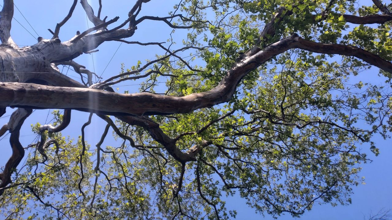 Een deel van de boom heeft weer bladeren (foto: Alfred van Kempen)..