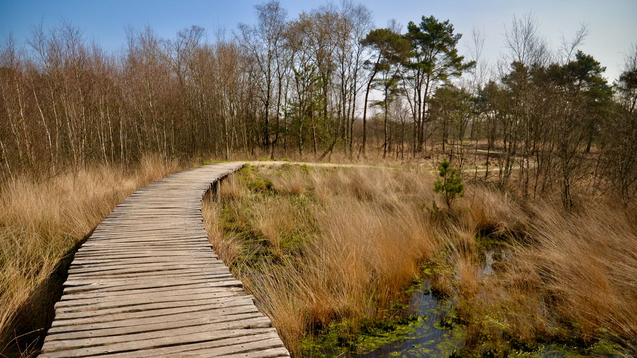 Wandelbrug in De Groote Peel (foto: Alice van der Plas)