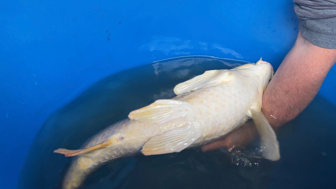 Egbert is klaar voor de verhuizing (foto: René van Hoof).