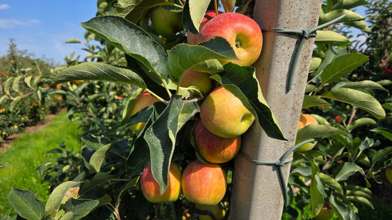 De appels van fruitteler Rik Jurrius (foto: Noël van Hooft).