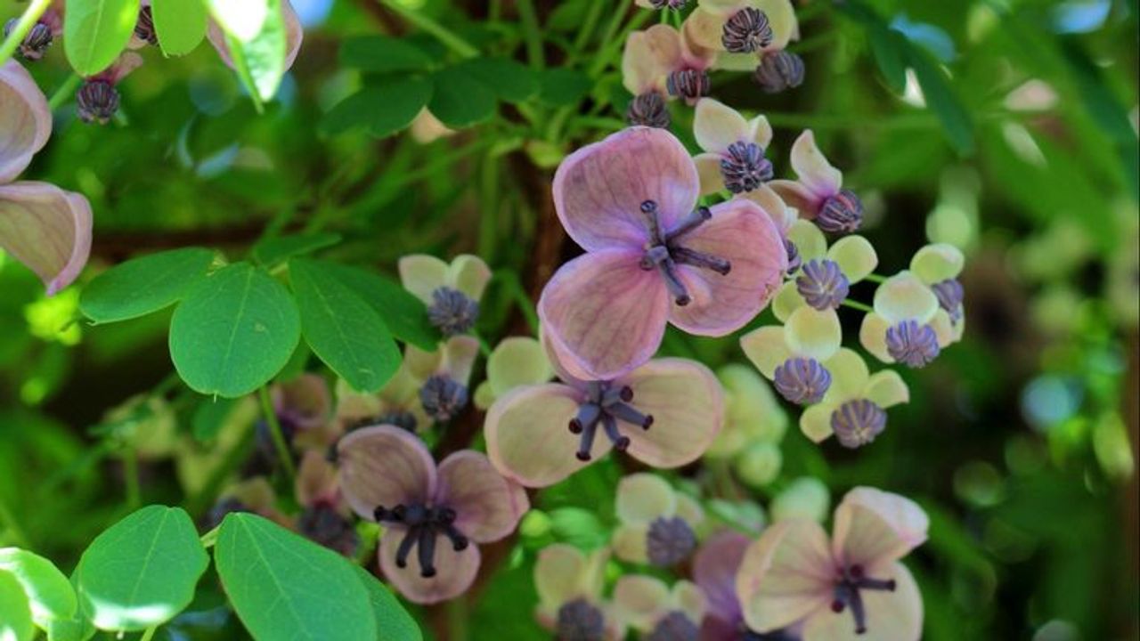 Bloemen van de schijnaugurk of klimbes.