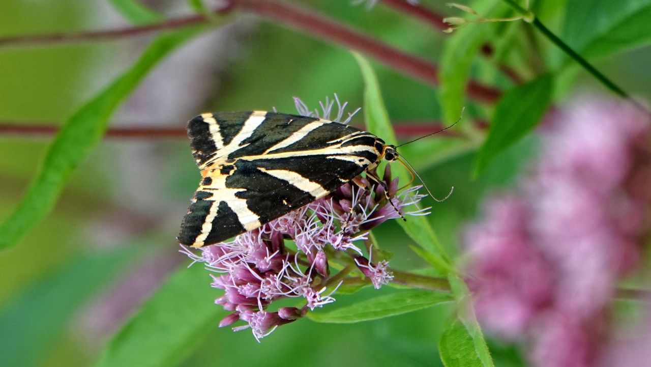 Een Spaanse vlag (foto: Theo Zeelen).