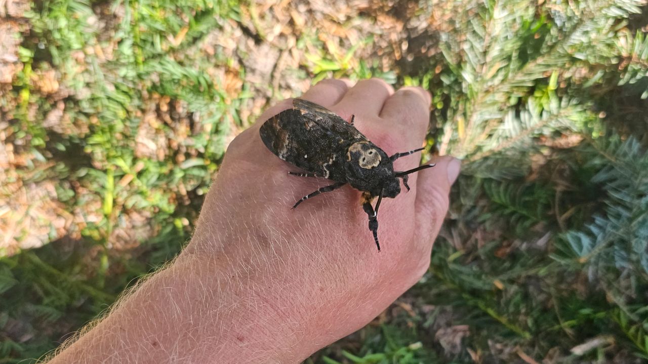 Een doodshoofdvlinder (foto: Remon Veldhuijzen).