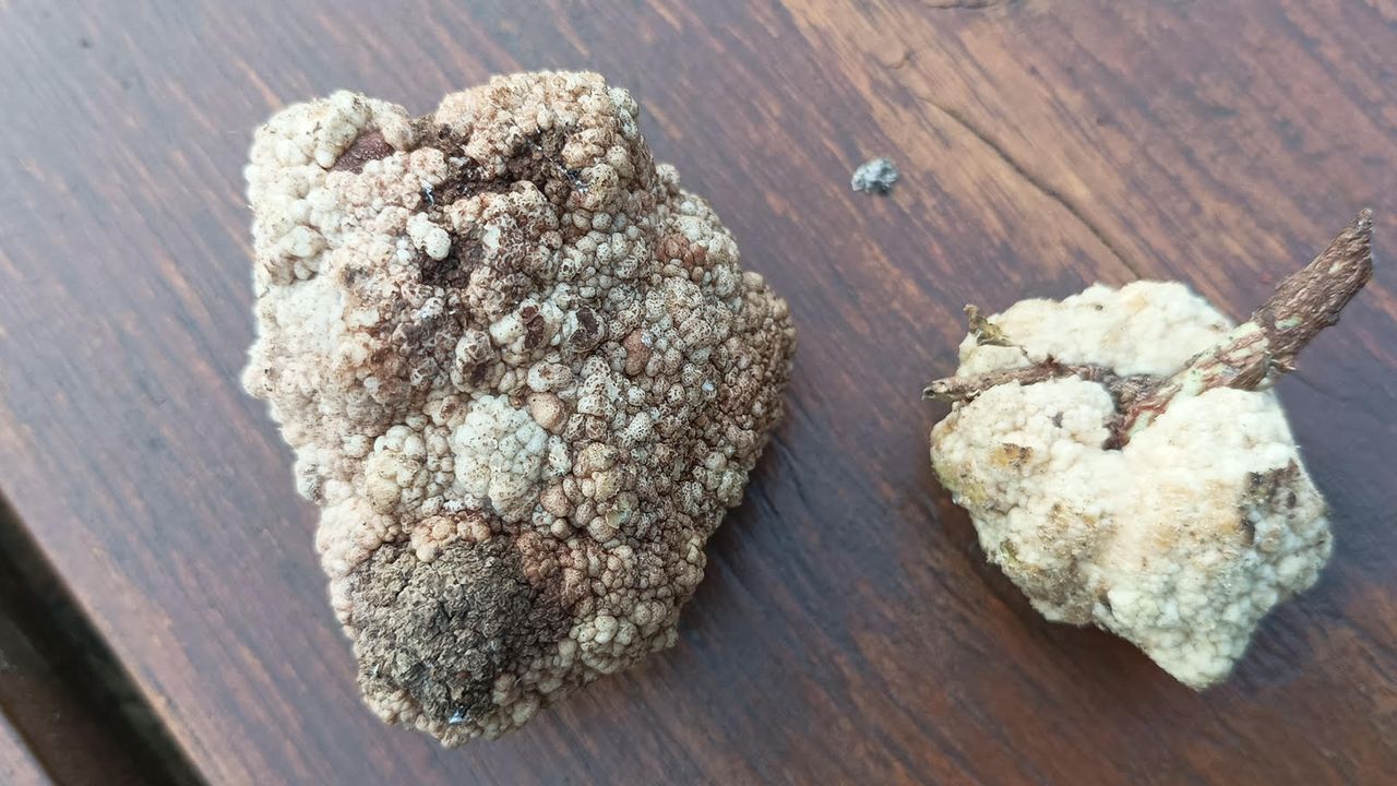 Het werk van een harsmannetje (foto: Jolanda Knol).