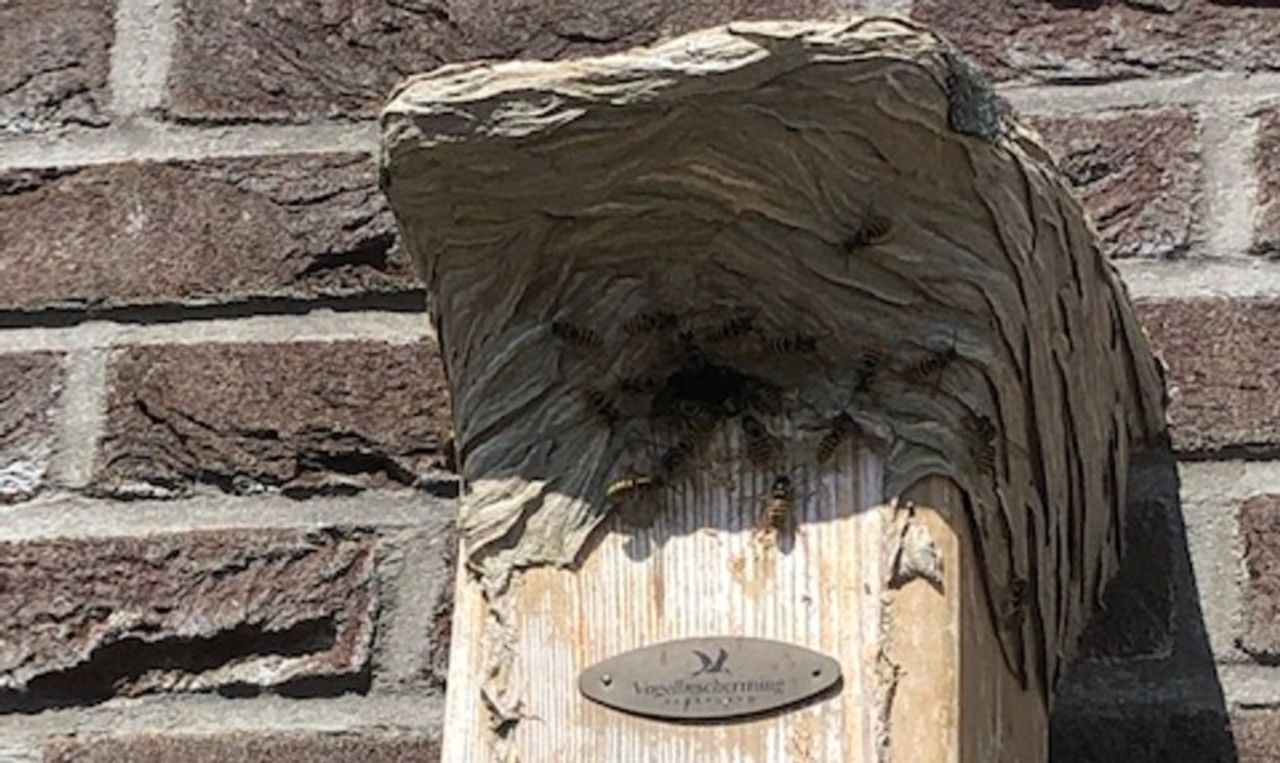 Een wespennest bij een nestkast (foto: Anny en Kees de Kok).