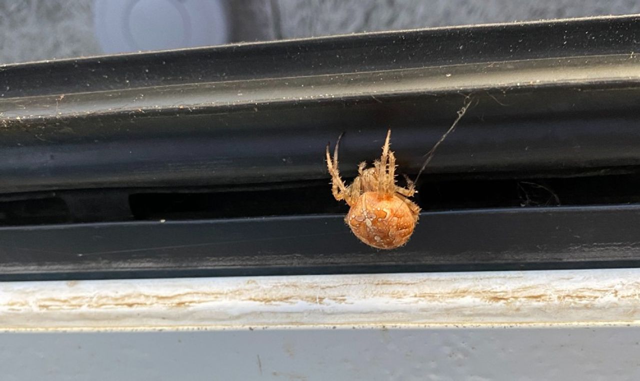 Een kruisspin (foto: Paul Claassen).