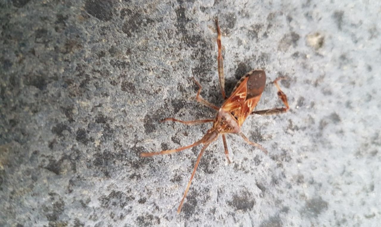 Een bladpootwants (foto: Mieke Alberts).