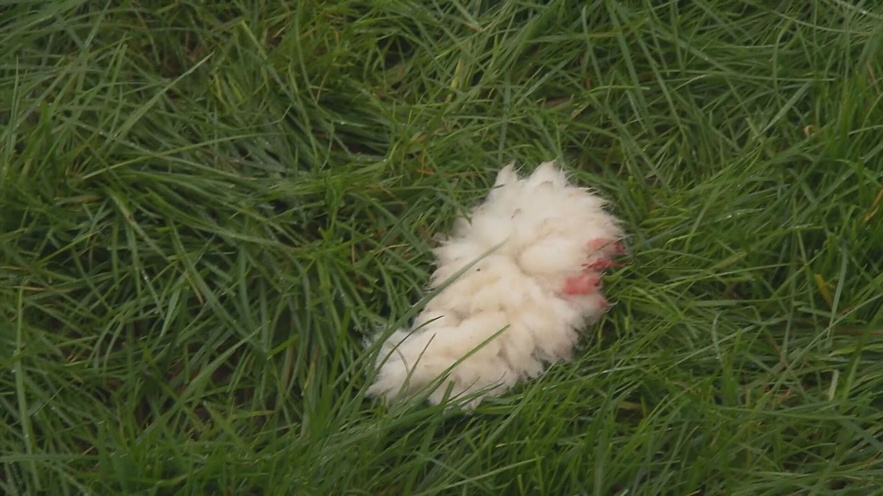 Een stukje schapenwol in het gras.