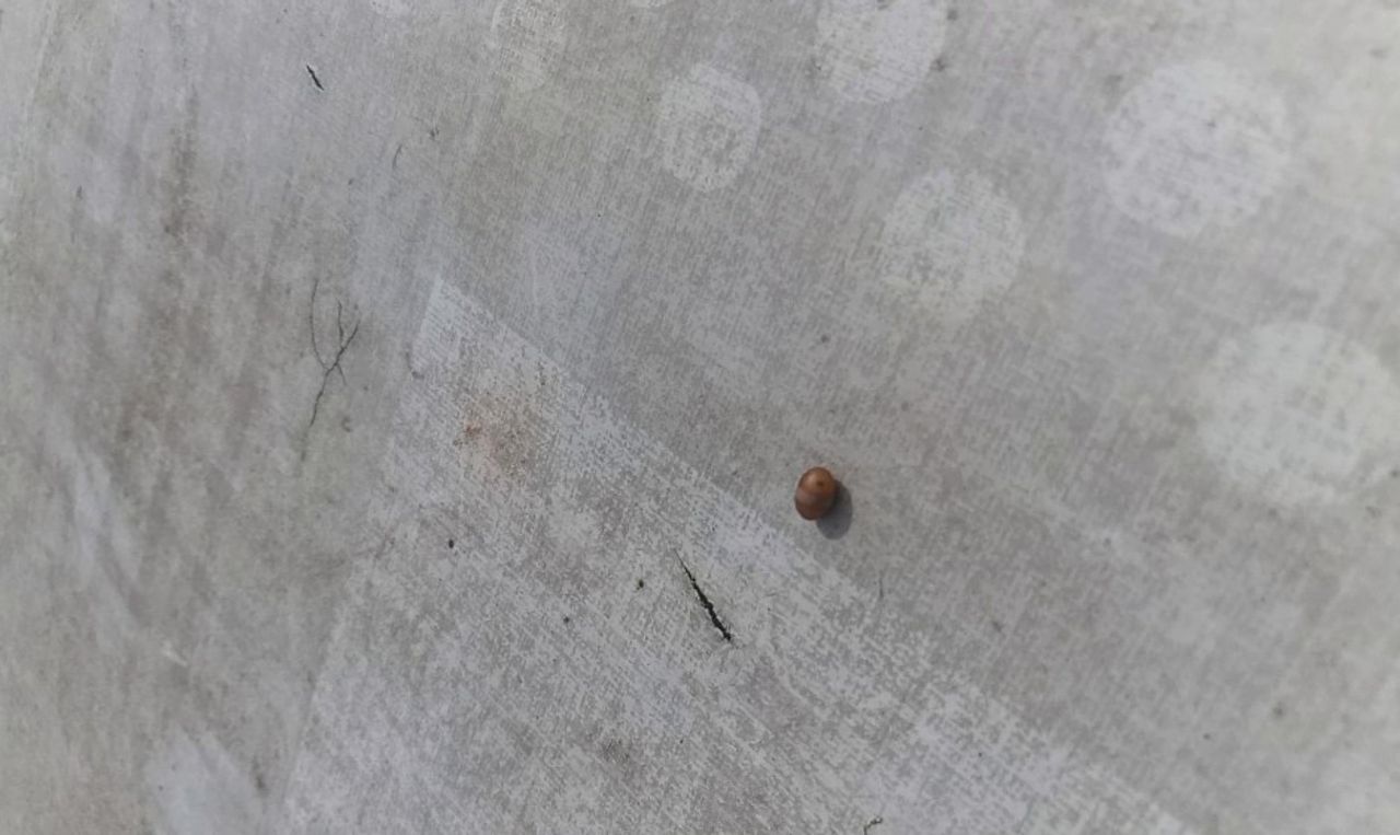 Pop van een sluipwesp (foto: Eric Boot)