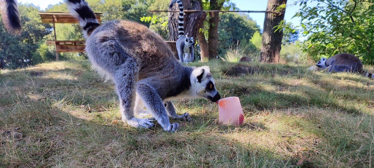 Een beetje gek maar wel lekker (foto:Beekse Bergen/Mariska Vermij - van Dijk.)