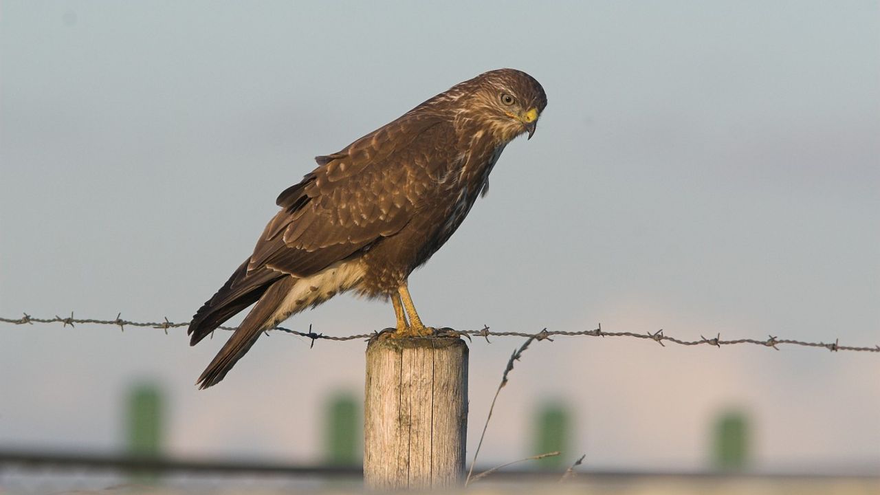 Een buizerd (foto: Saxifraga/Martin Mollet).