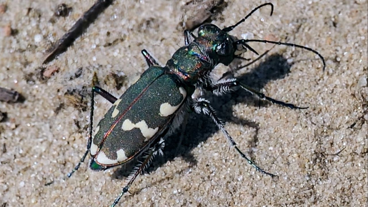 Een basterdzandloopkever (foto: Marianne Wijten).