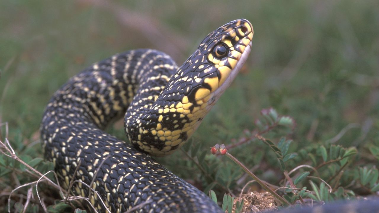 Een geelgroene toornslang (foto: Saxifraga/Edo van Uchelen).