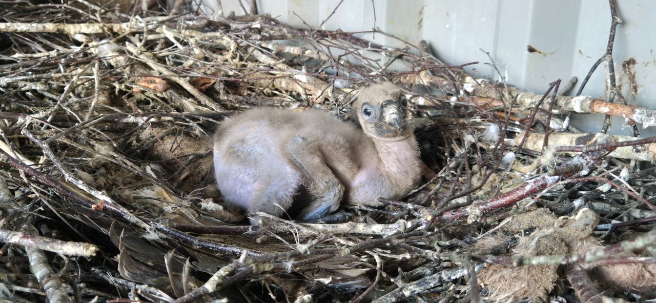 Het geadopteerde kuiken (foto: Beekse Bergen).
