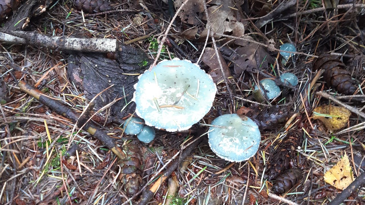 Kopergroenzwam (foto: Caatje van Kollenburg).