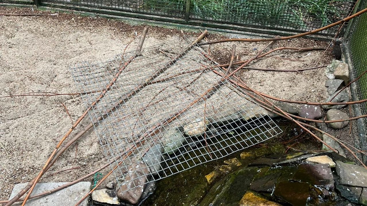 Het gaas is voor de derde keer vernield door de dieven (foto: Henk van Hout).