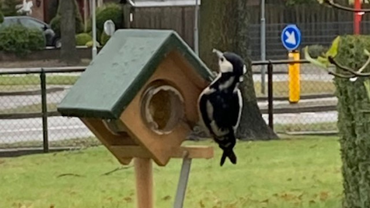 Een grote bonte specht (foto: Anthony Verspaget). 
