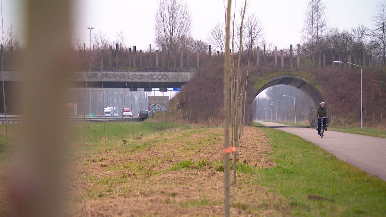 De populieren zijn nu nog jong en klein (foto: Omroep Brabant).