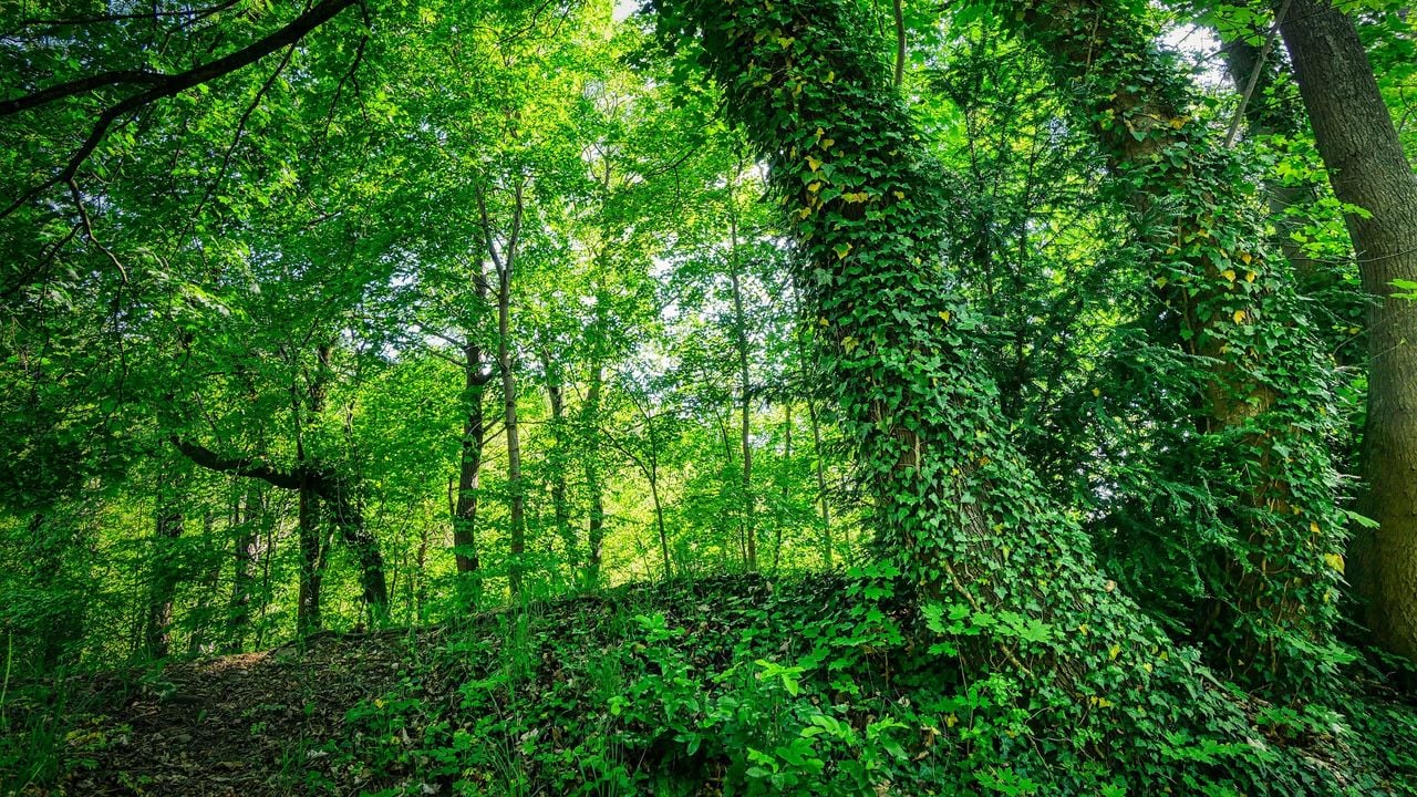 Klimop op bomen (foto: Albrecht Fietz via Pixabay).
