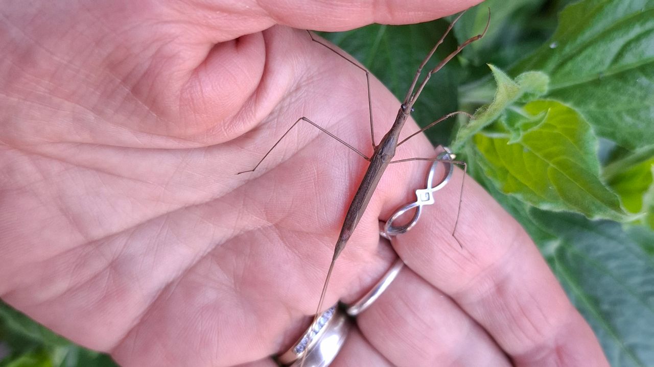 Het diertje in de hand van Nancy lijkt inderdaad op een wandelende tak (foto: Nancy Heymans).