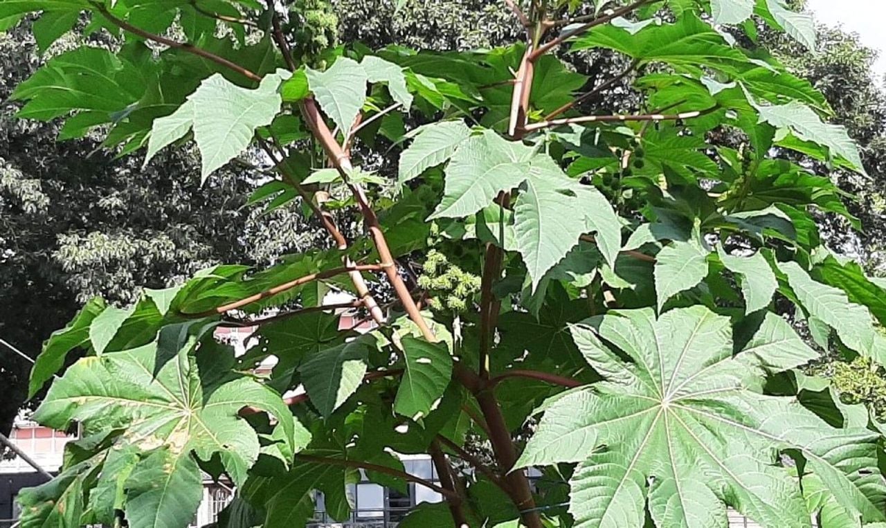 Ricinus communis, de wonderboom (foto: Theo van Kan).