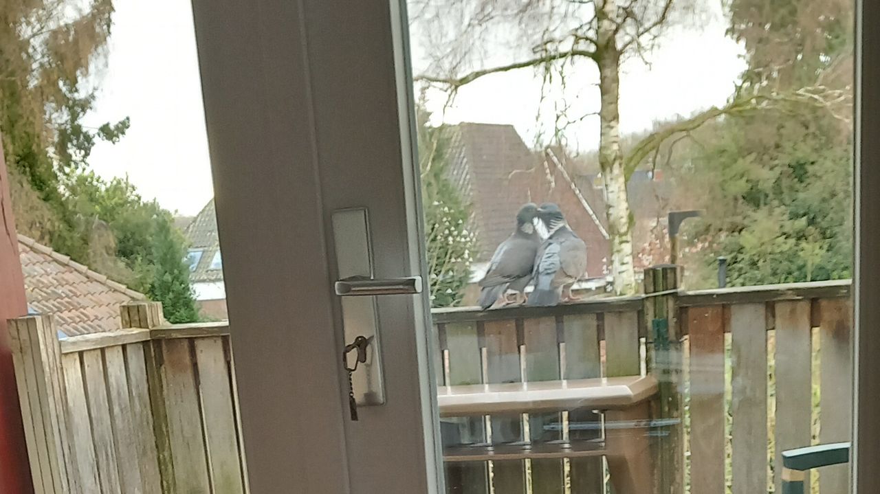 Verliefde duiven (foto: Annie Peters).