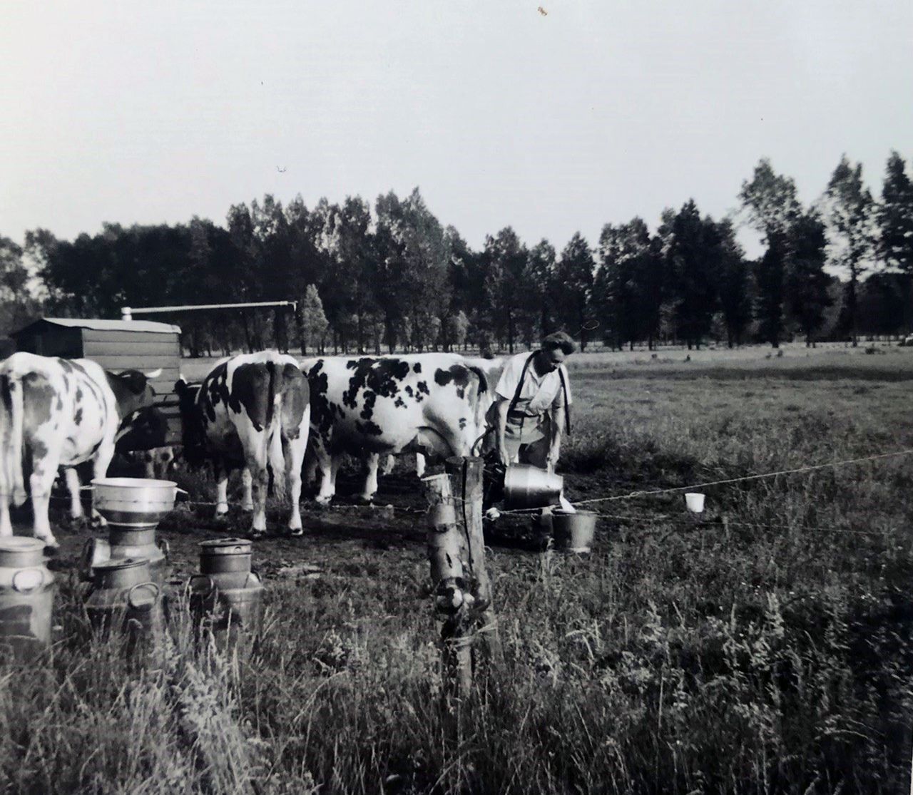 De vader van Bernard, Jan, melkt de koeien (foto: Bernard Vissers).