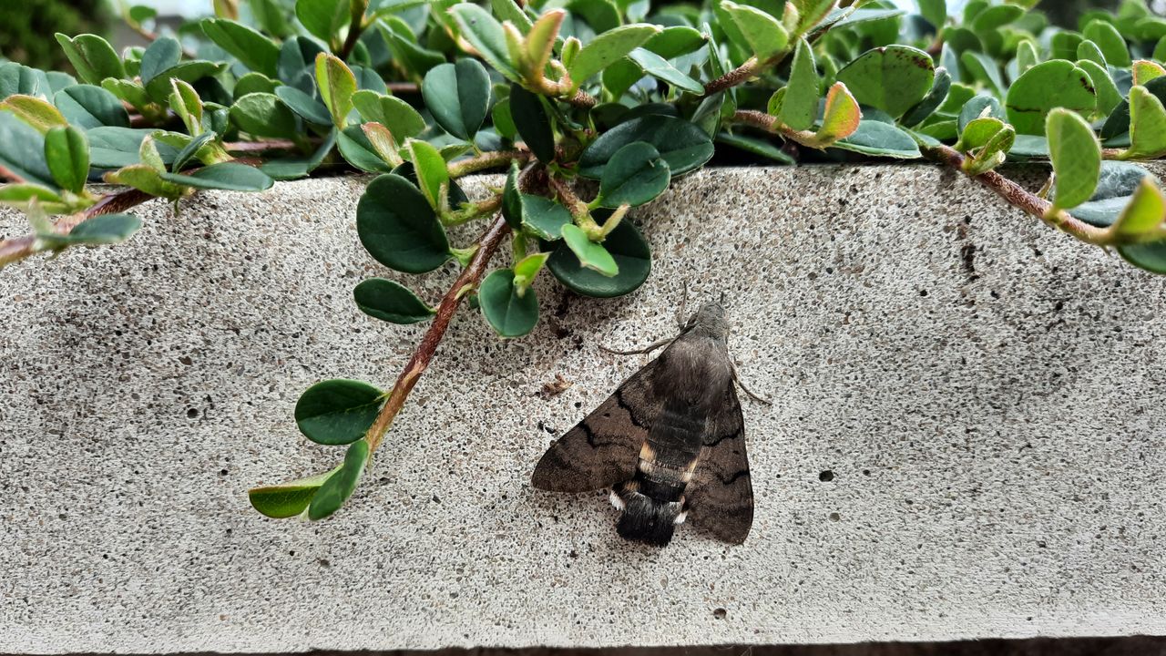 Een stilzittende kolibrievlinder (foto: Yvonne Rommelaars).