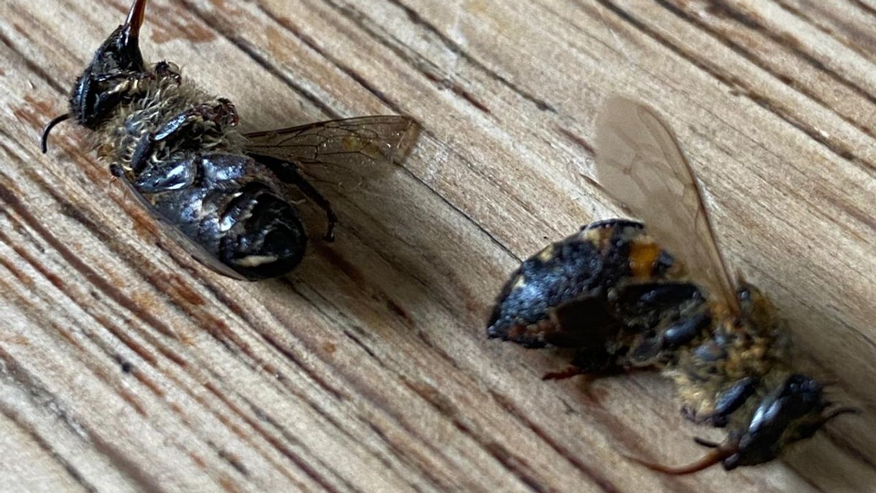 De bijen steken hun tong uit (foto: Marcel Horck).