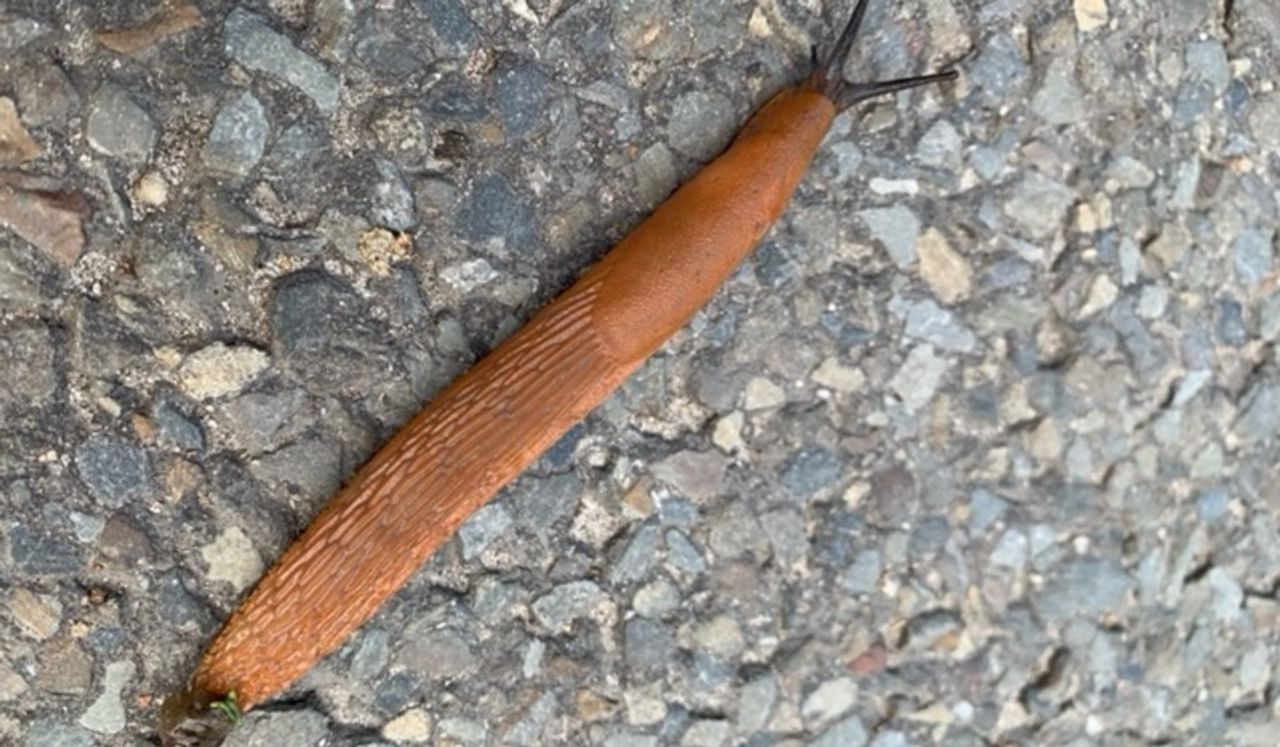 De gewone wegslak of rode of grote wegslak (foto: Marjo Meurs).