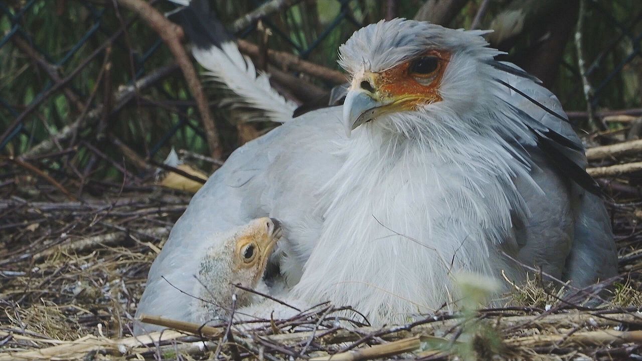 Het jonkie heeft twee mannelijke adoptieouders (beeld: Op Safari/Omroep Brabant).