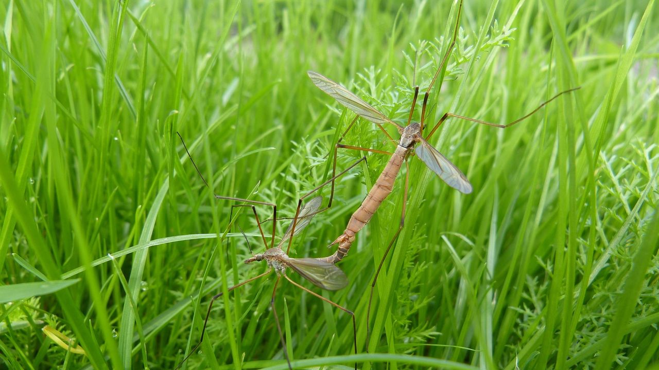 Langpootmuggen (Katzenspielzeug via Pixabay).