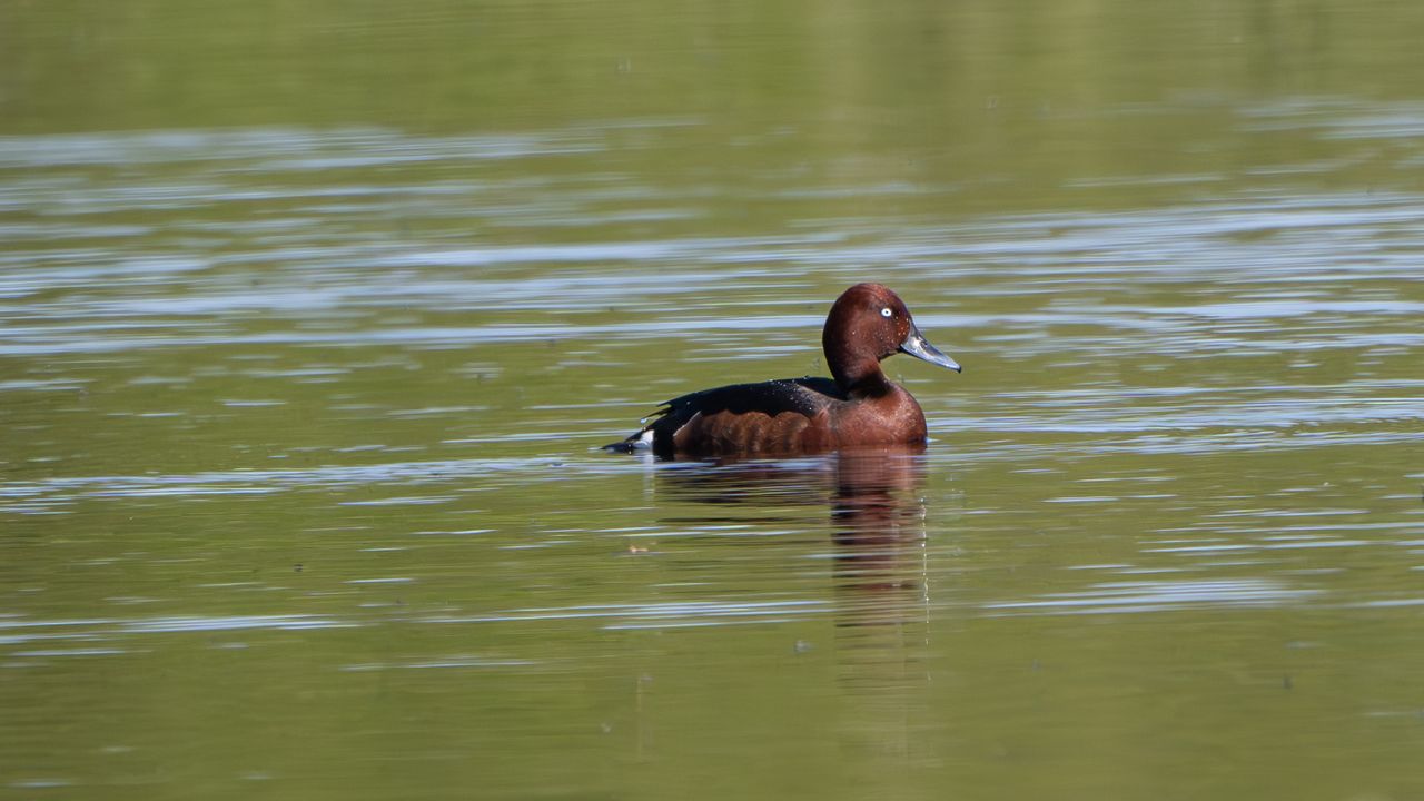 Witoogeend (foto: Vogelwacht Uden/John Hermans).