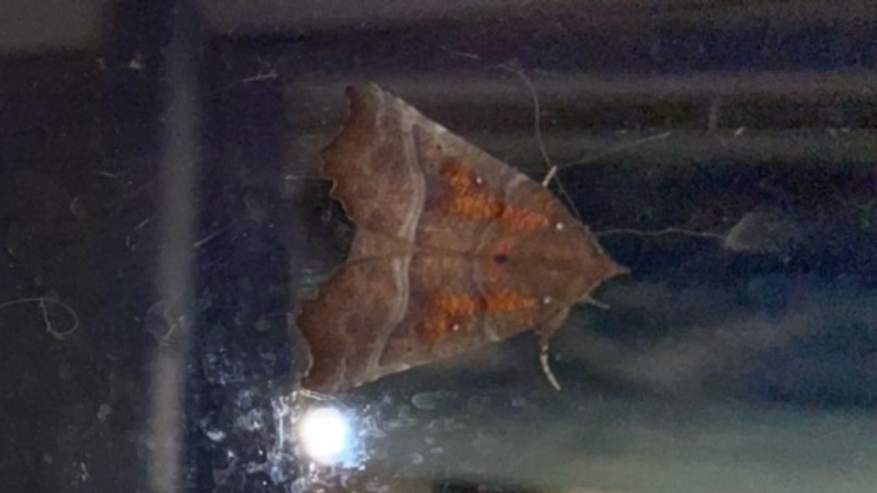 De bovenkant van de nachtvlinder roestje (foto; Herman Siepel).