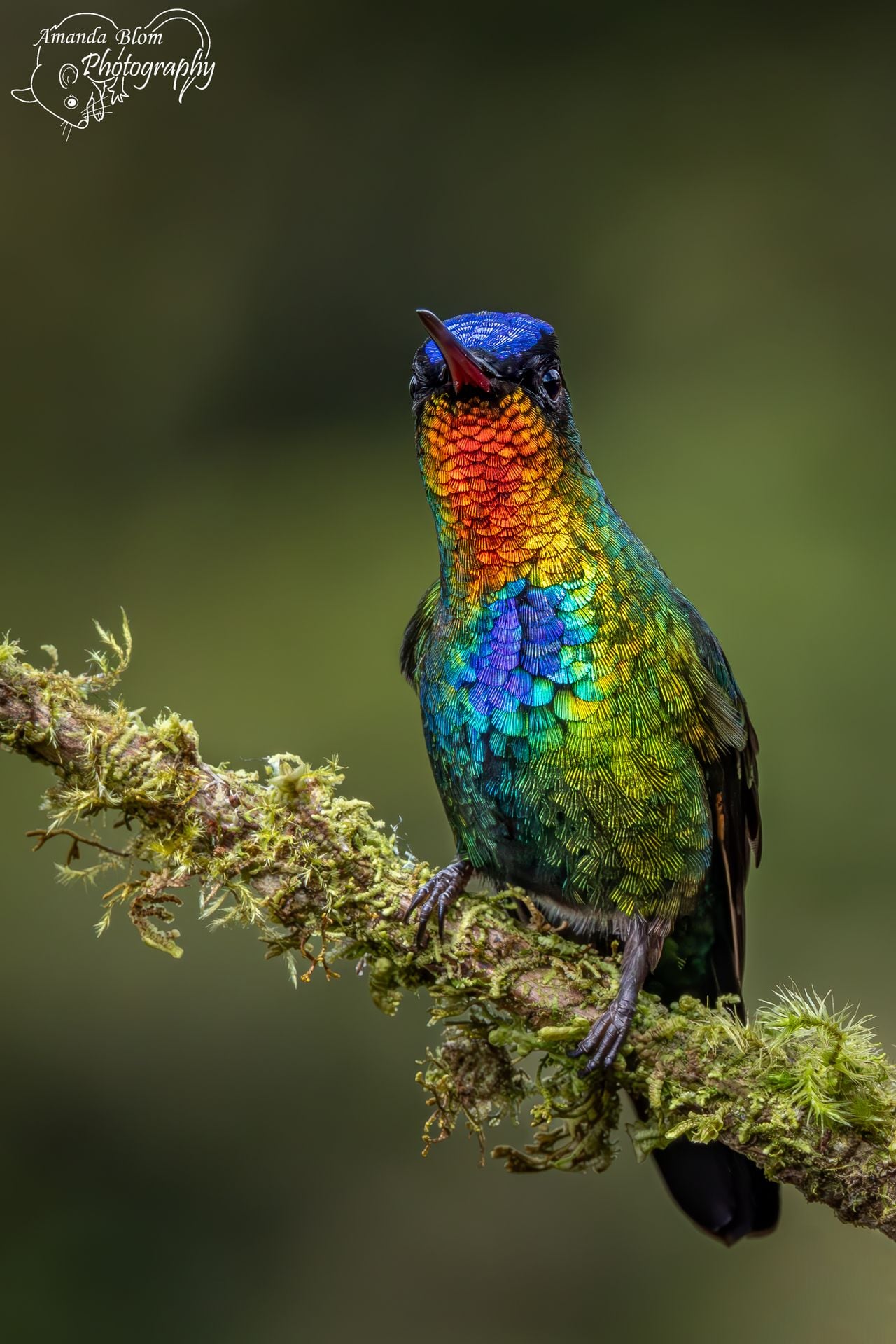 De bijzondere kolibrie die Amanda fotografeerde in Costa Rica (foto: Amanda Blom Photography).