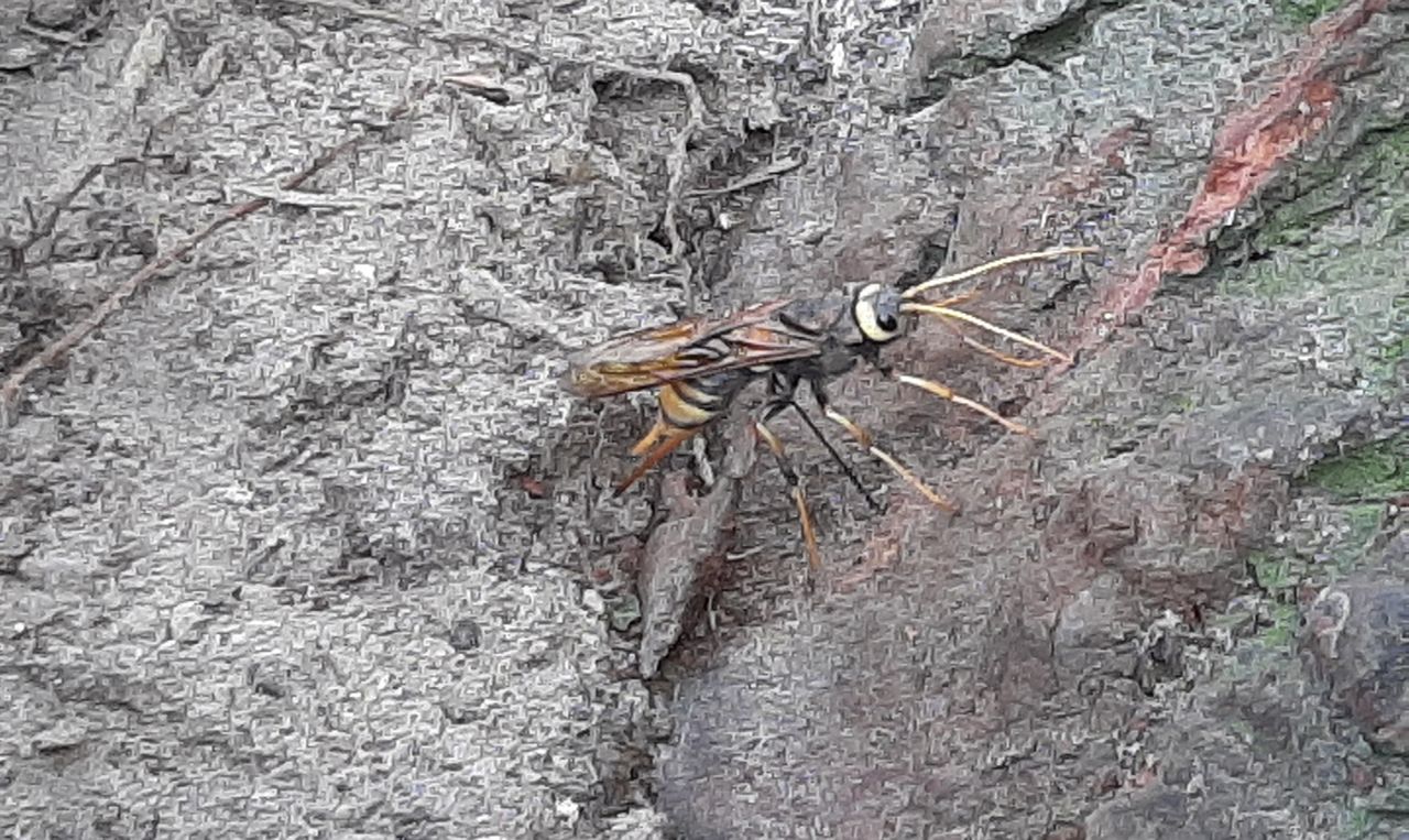 Een  reuzenhoutwesp (foto: Ronald van de Wouw).