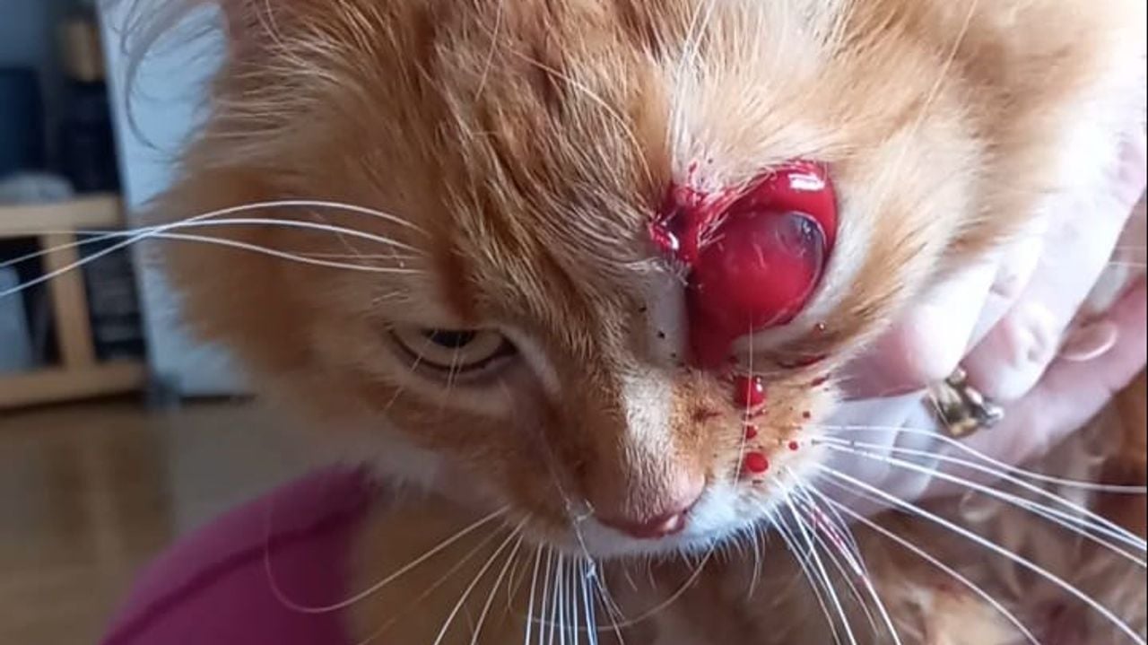 De schade aan het oog van Sonya was groot (foto: Maiia Timokhina).