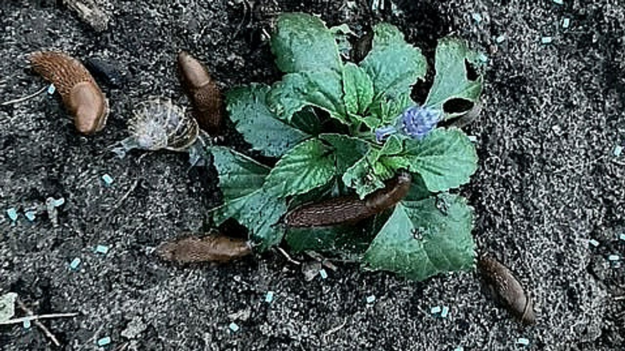 Foto: Nadina Hamzic Ibrahimovic.