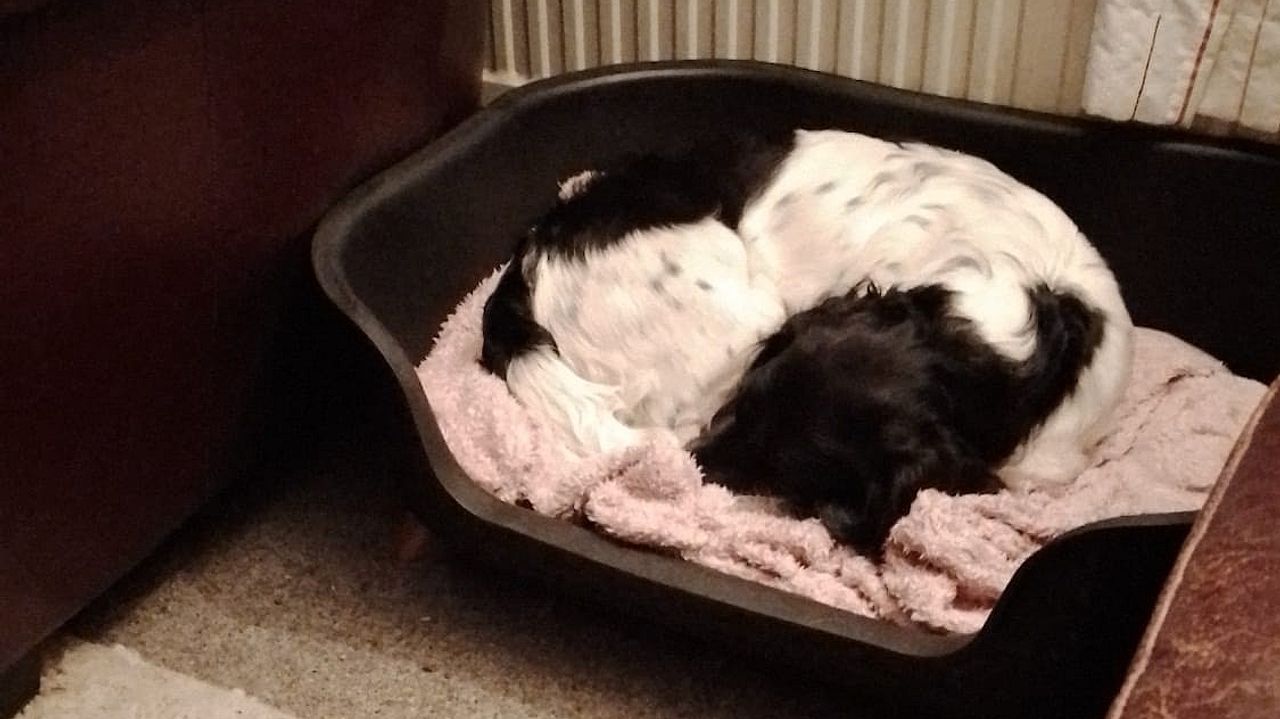 Een eigen mandje voor Truus. (Foto: Els Adams/Stichting Dier en Project)