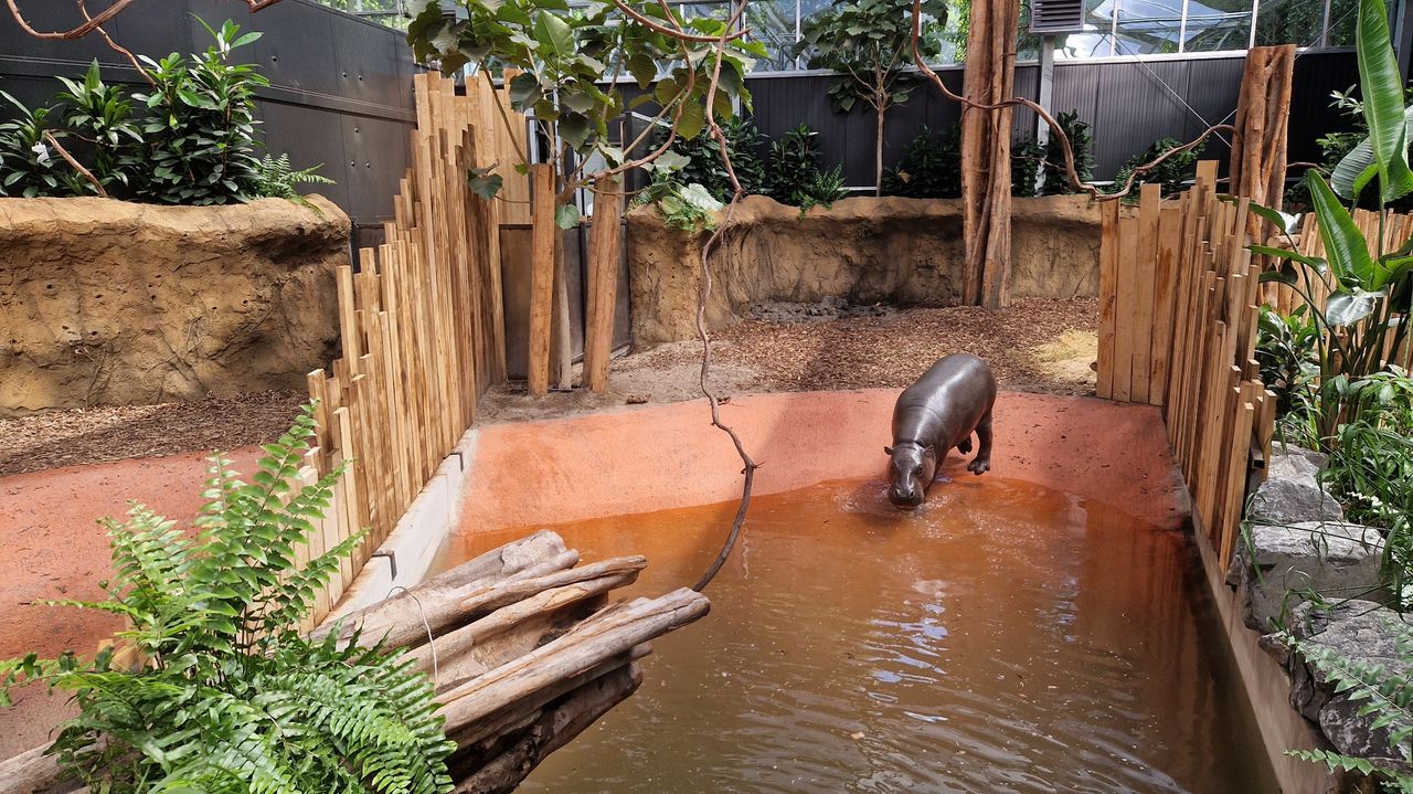 Dwergnijlpaard Otto is alvast in zijn nieuwe verblijf (foto: Tom Berkers).